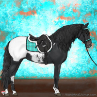 Horse Color:Black Appaloosa 