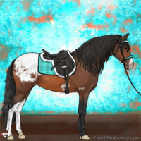 Horse Color:Bay Appaloosa 