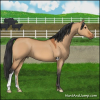 Horse Color:Bay Dun