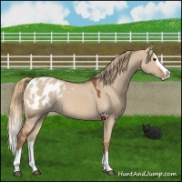 Horse Color:Liver Red Dun Splash Appaloosa Rabicano 