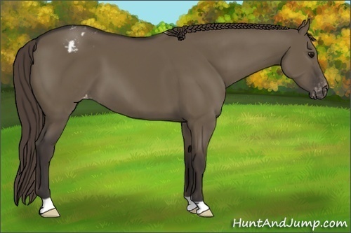 Horse Color:Smoky Grullo Varnish