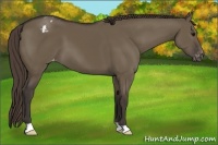 Horse Color:Smoky Grullo Appaloosa 