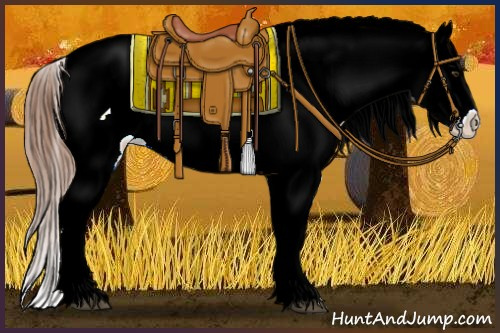 Horse Color:Red Dun Appaloosa Rabicano 