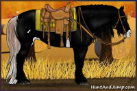 Horse Color:Red Dun Blanket Rabicano