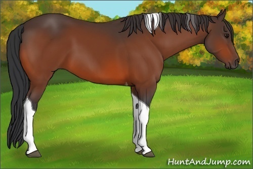 Horse Color:Bay Tobiano 