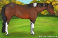 Horse Color:Bay Tobiano 