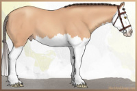 Horse Color:Amber Champagne Splash 