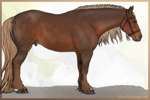 Horse Color:Liver Chestnut 