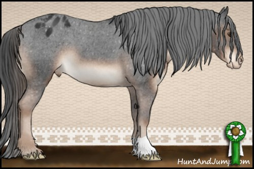 Horse Color:Liver Chestnut Appaloosa 