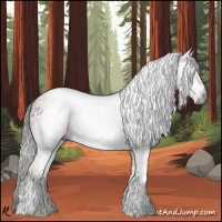 Horse Color:Gray White Spotted Bay 
