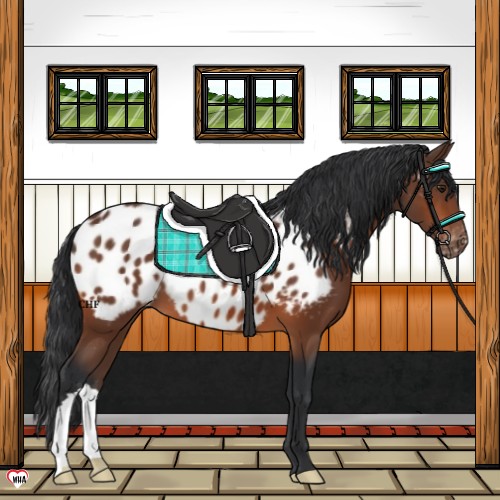 Horse Color:Brown Near Leopard 