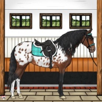 Horse Color:Brown Near Leopard