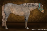 Horse Color:Chocolate Palomino Roan 