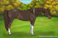 Horse Color:Liver Chestnut Tobiano 