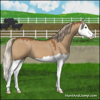 Horse Color:Red Dun Splash 