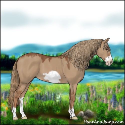 Horse Color:Red Dun Frame 
