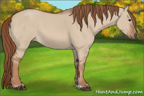 Horse Color:Red Dun