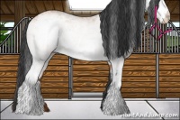 Horse Color:White Spotted Bay 