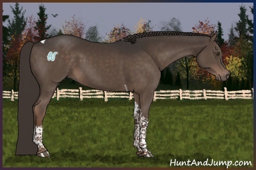 Horse Color:Liver Chestnut Tobiano