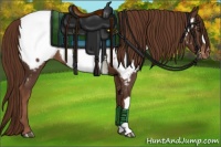 Horse Color:Liver Chestnut Appaloosa 