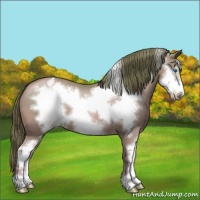Horse Color:Bay Pearl Sabino Frame Appaloosa 