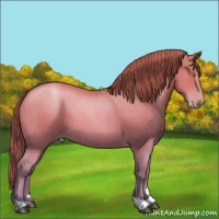 Horse Color:Bay Pearl