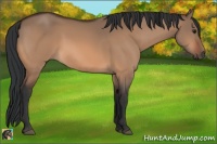 Horse Color:Bay Dun