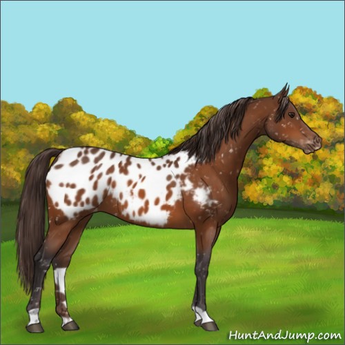 Horse Color:Buckskin Blanket
