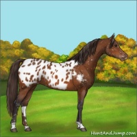 Horse Color:Buckskin Appaloosa