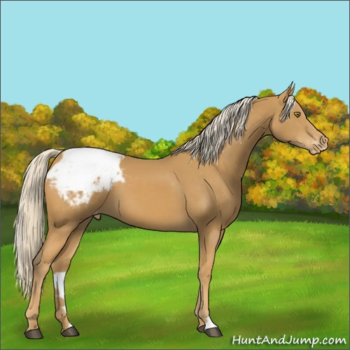 Horse Color:Palomino Appaloosa 