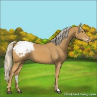 Horse Color:Palomino Varnish