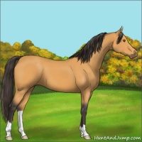 Horse Color:Buckskin 