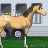 Horse Color:Buckskin Snowflake Varnish 