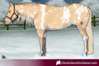 Horse Color:White Spotted Gold Cream Champagne Dun Brindle