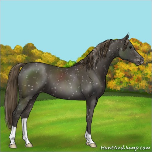 Horse Color:Smoky Black Snowflake Varnish