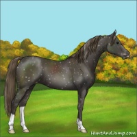 Horse Color:Smoky Black Snowflake Varnish
