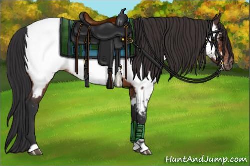 Horse Color:Bay Appaloosa Rabicano 