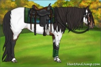 Horse Color:Bay Appaloosa Rabicano 