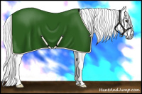 Horse Color:Gray White Spotted Bay Appaloosa 