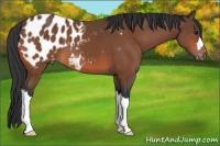 Horse Color:Bay Appaloosa 