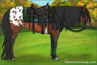 Horse Color:Bay Appaloosa 