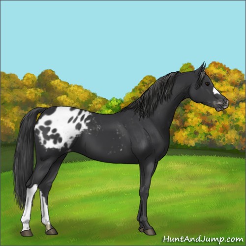 Horse Color:Black Appaloosa