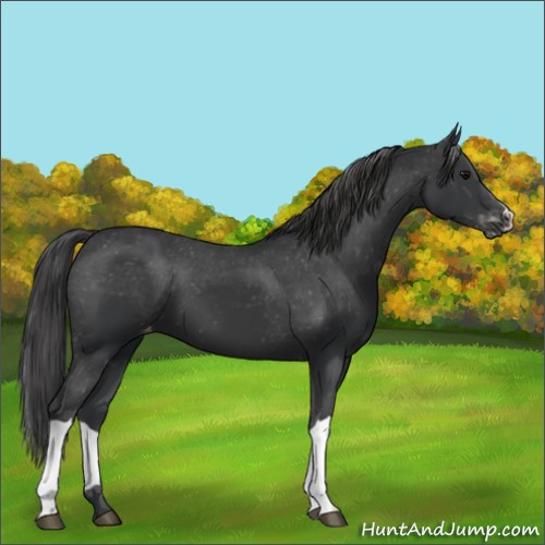 Horse Color:Black Appaloosa