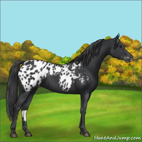 Horse Color:Black Appaloosa