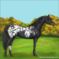 Horse Color:Black Appaloosa