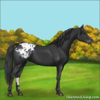 Horse Color:Black Appaloosa 