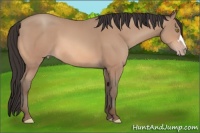 Horse Color:Amber Champagne