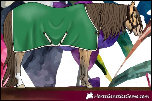 Horse Color:Amber Cream Champagne 