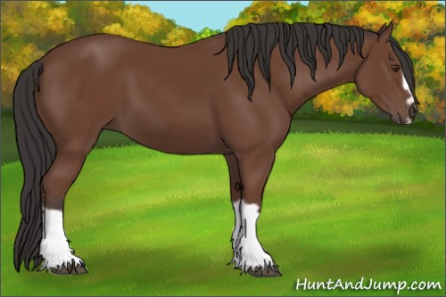 Horse Color:Bay Splash Frame