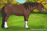 Horse Color:Bay Splash Frame 